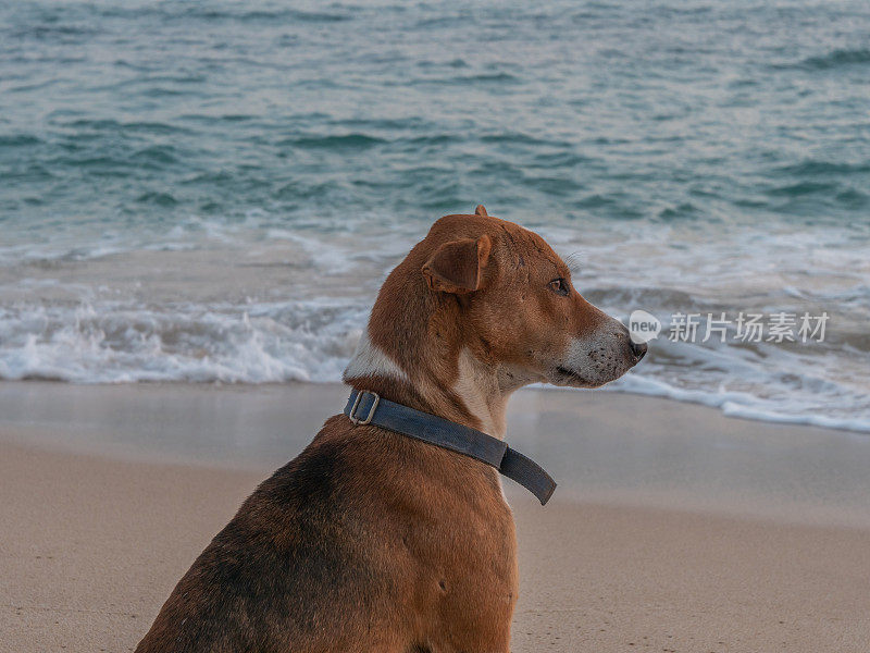 在热带海滩上看日落的狗的肖像