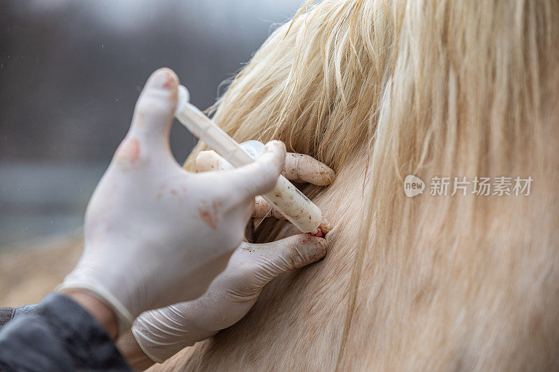 兽医用大注射器给马注射抗生素