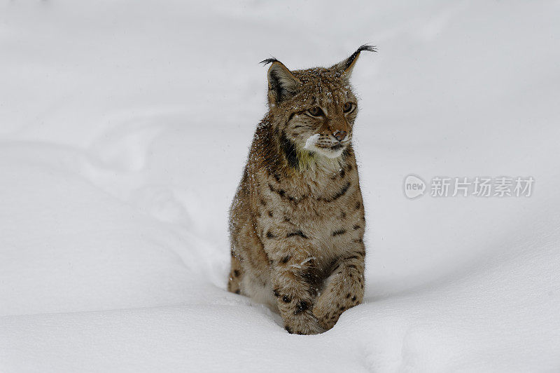 欧亚的冬季猞猁(猞猁)