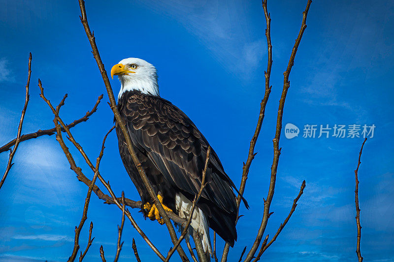 白头海雕