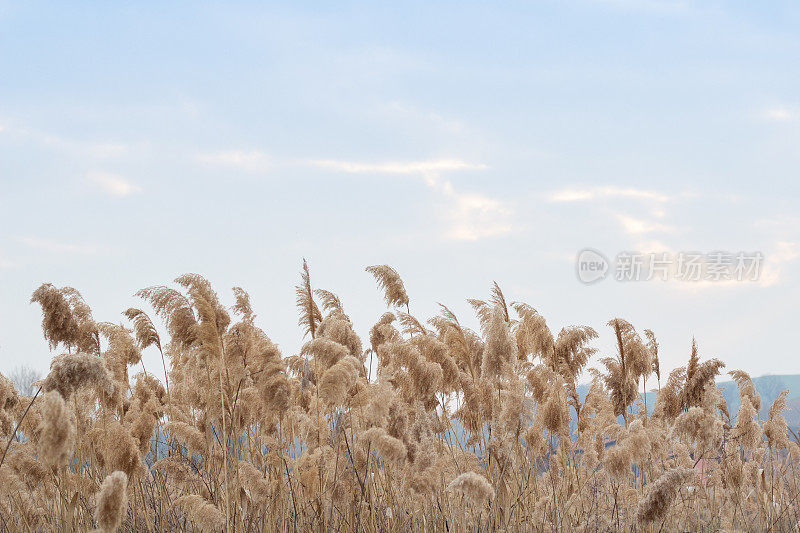 潘帕斯草，芦苇，芦苇种子。金色的芦苇在蓝天的映衬下随风摇摆。抽象的自然背景。美丽的图案在中性的颜色。有选择性的重点