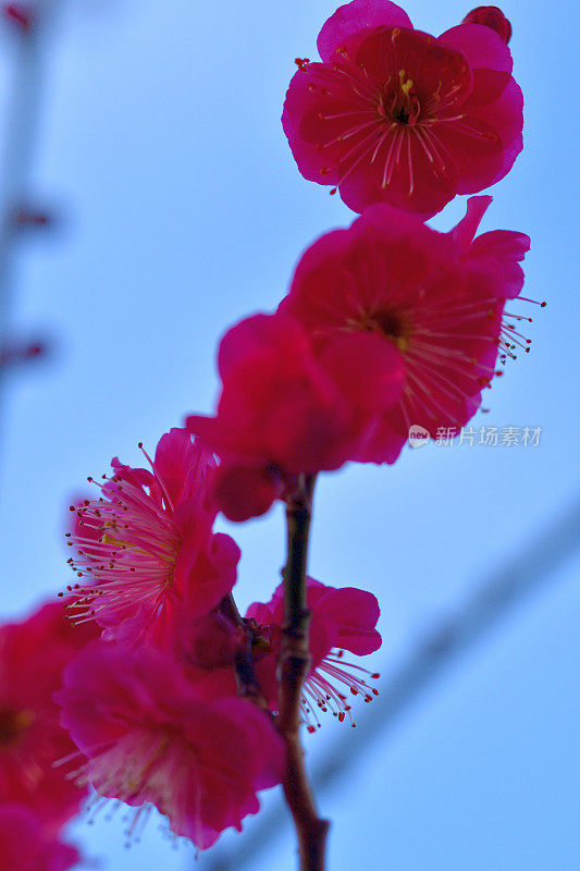 樱花盛开的日本公园，东京