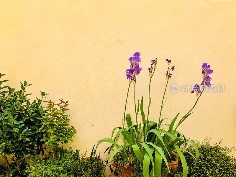 花园里的鸢尾花-阿尔勒，普罗旺斯