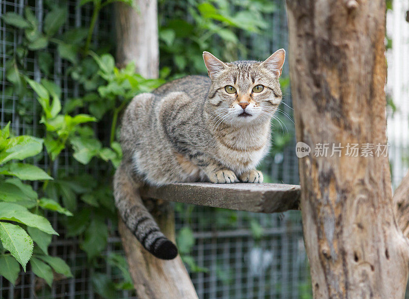 猫户外围场猫动物收容所