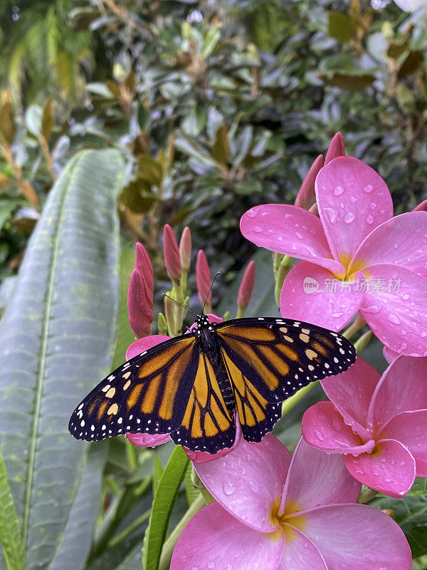 濒临灭绝的帝王蝶正在啜饮鸡蛋花的花蜜，鸡蛋花被称为鸡蛋花