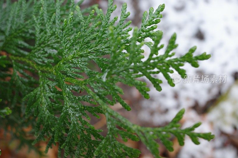常青树的绿色树枝在潮湿的雪下。植物的背景