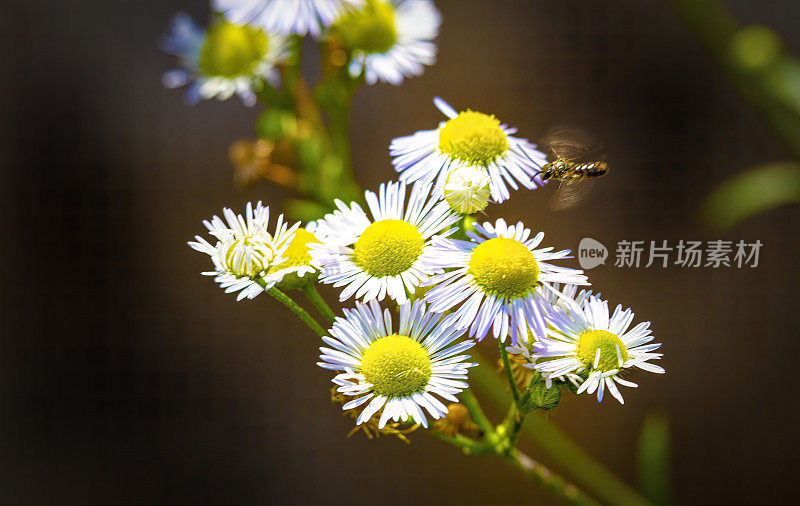 野花-雏菊飞蓬与小蜜蜂盘旋