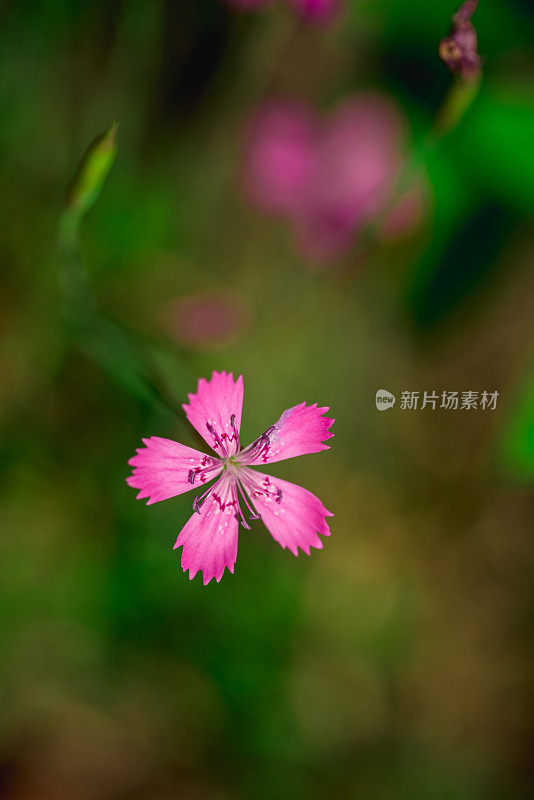 粉红野小花