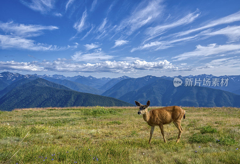 鹿和奥林匹斯山从飓风山脊在美丽的奥林匹克国家公园在美国华盛顿州西部。