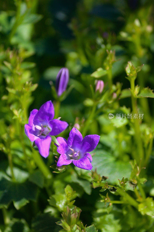 在阳光明媚的日子里，紫花苜蓿(风铃草)在花园边缘开花的紫色花朵和叶子的特写图像，聚焦前景