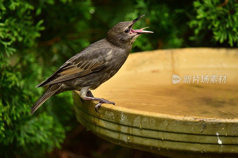 少年白头翁鸣叫