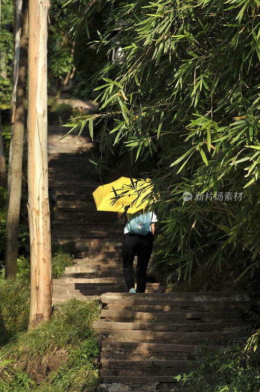 游客在森林深处