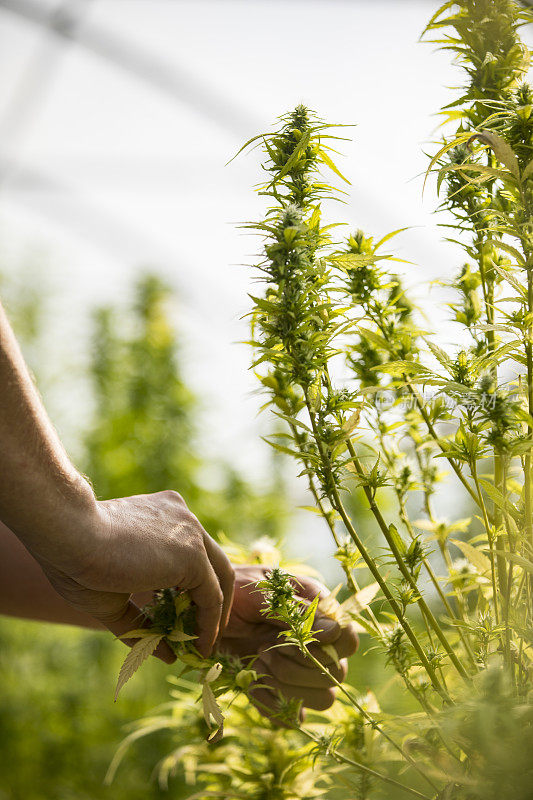 农场工人的特写落叶开花大麻植物