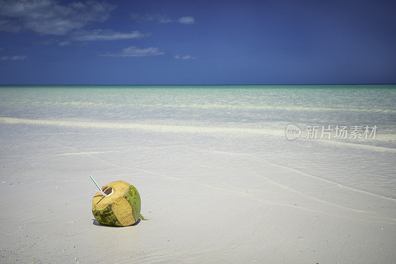 墨西哥Holbox热带岛屿上的椰子