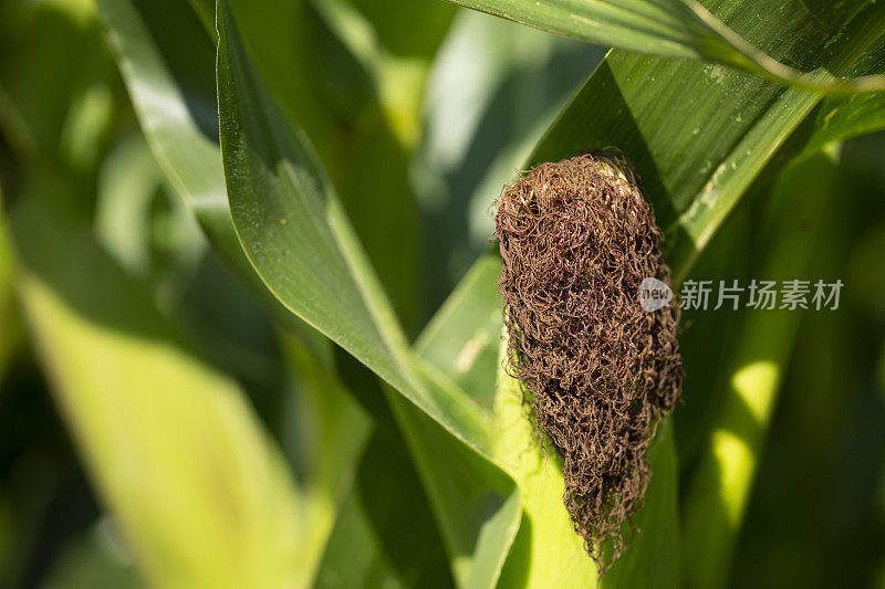 这是一幅玉米植株的特写，显示出果实上的丝