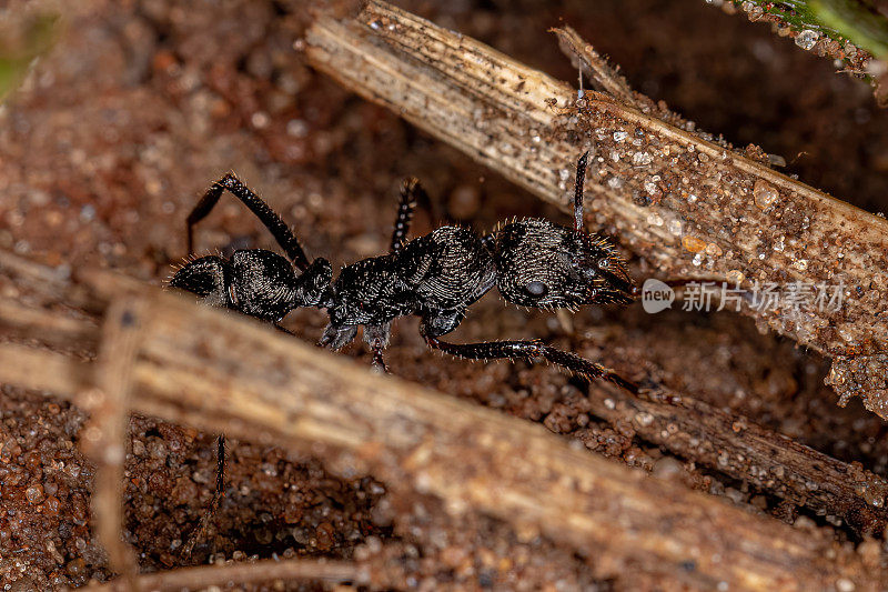 成年雌性昆虫蚂蚁
