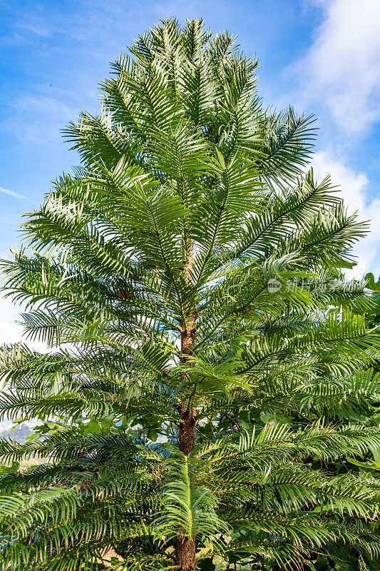 沃勒米松——稀有的松树