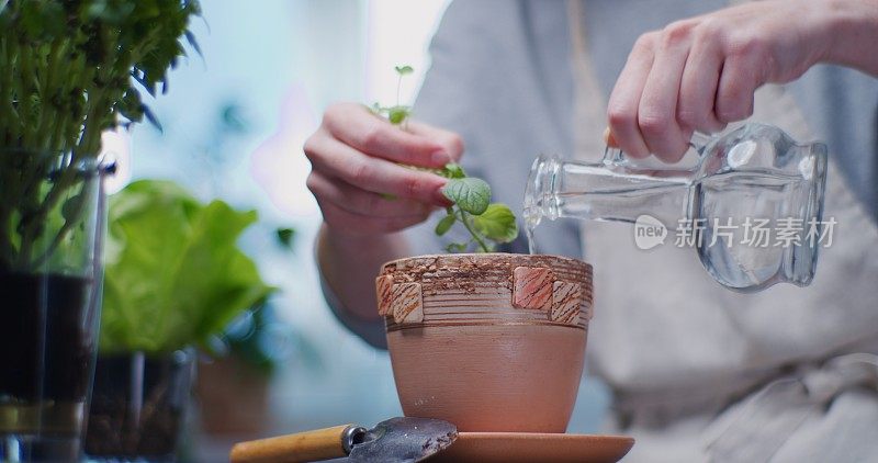 女性在家庭厨房里照料种植的食用药草