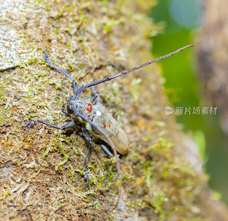 来自留尼汪岛热带雨林的扁脸长角甲虫