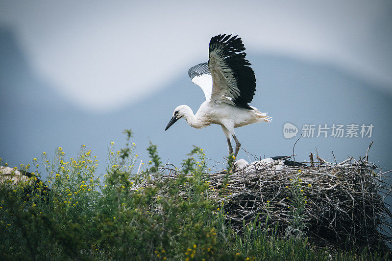 一对白鹳栖息在巢中