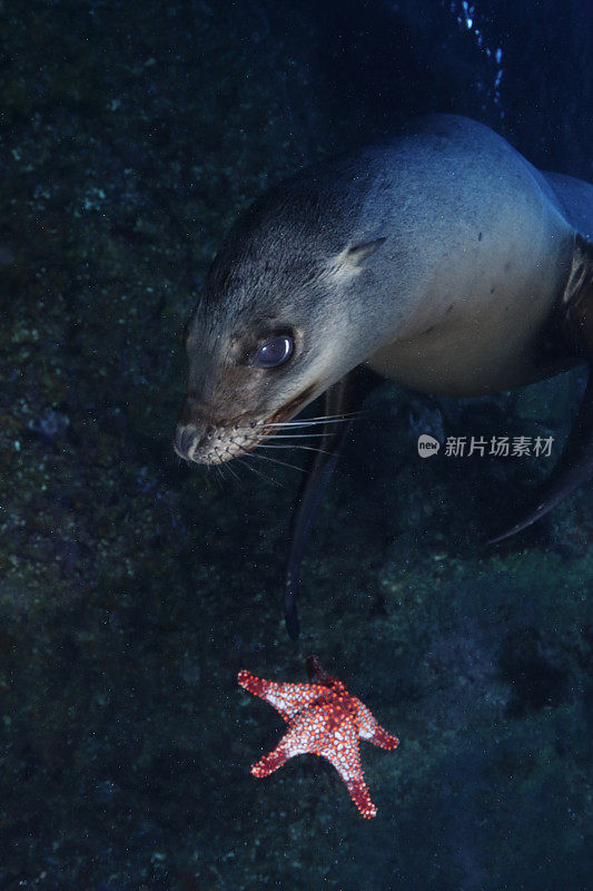 加州海狮