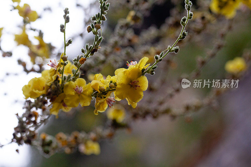 伟大的毛蕊花植物