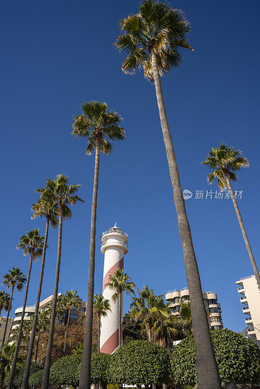玛贝拉棕榈树在普拉亚德尔法罗灯塔海滩市中心