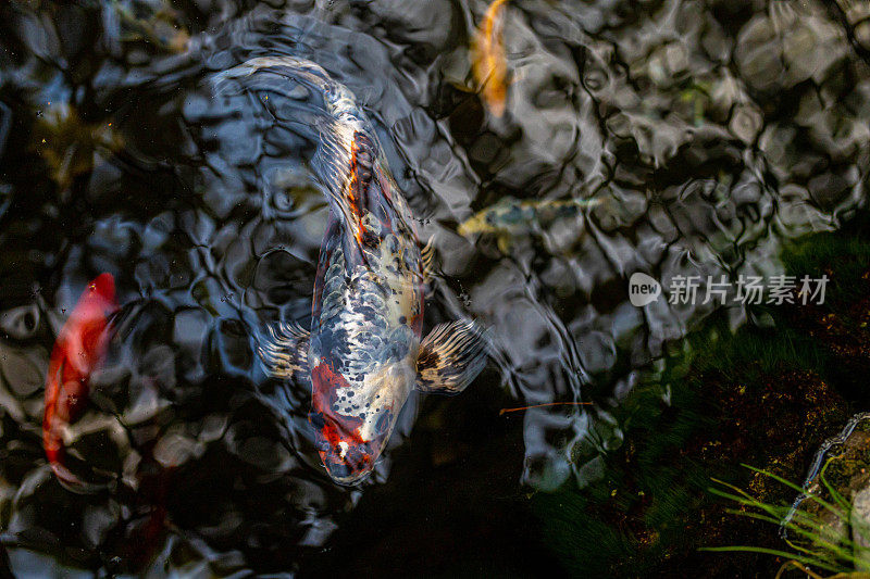 锦鲤和金鱼在池塘里游泳