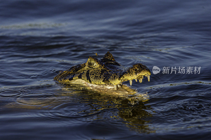 Yacare凯门鳄(凯门鳄Yacare，是一种凯门鳄发现在潘塔纳尔，巴西。特写的脸和嘴显示牙齿。