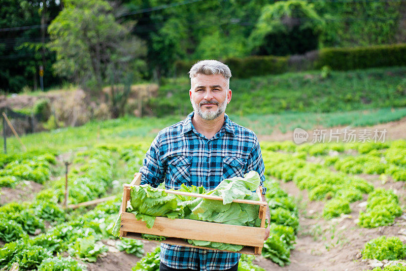 菜地里的男人