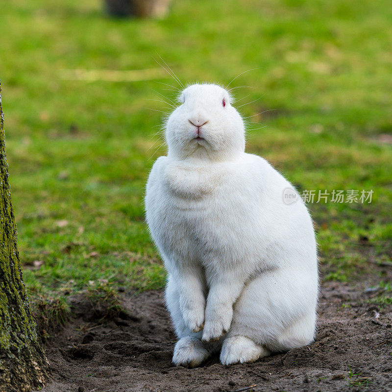 白色的兔子。草地上的兔子