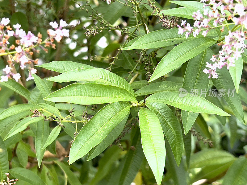 开花柠檬马鞭草灌木