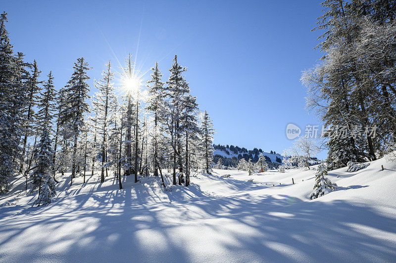 冰雪覆盖森林的冬季景观