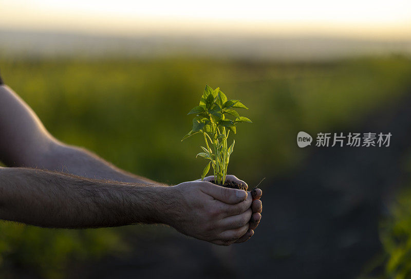 人锄着土，手栽着绿苗