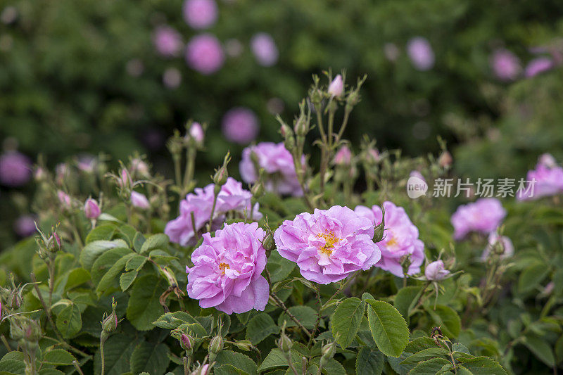 土耳其伊斯帕塔，甘尼肯特山谷的玫瑰园