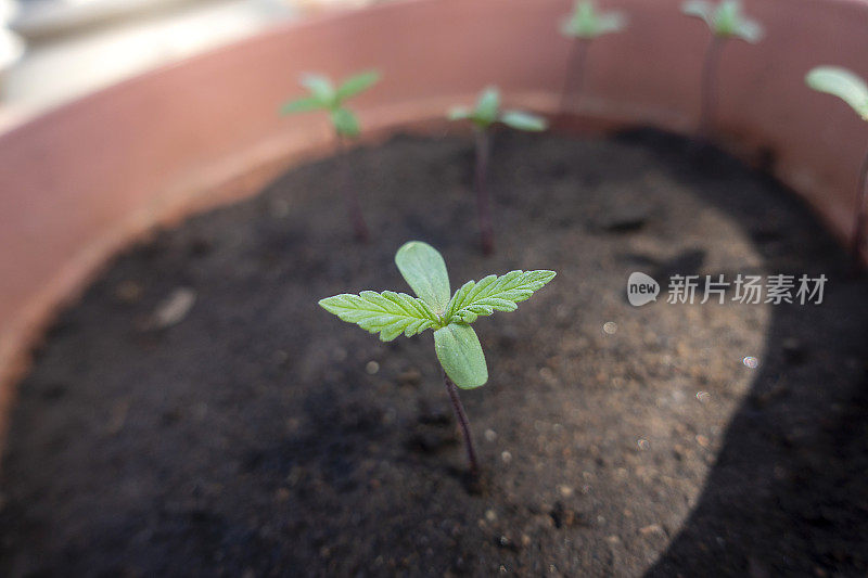 大麻植物