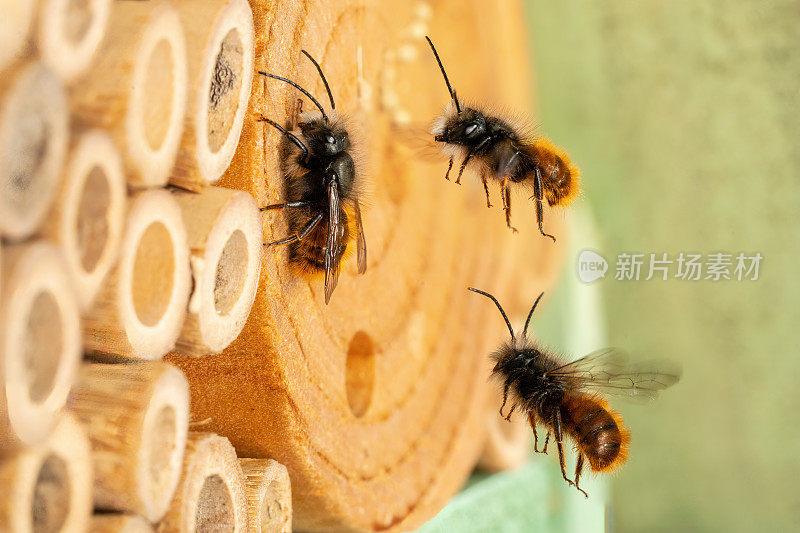 野生蜜蜂在昆虫旅馆