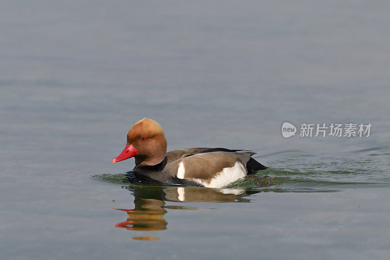 红冠红头潜鸭