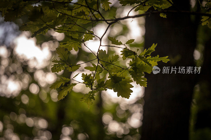 一个栎树树枝的特写镜头，聚焦在一片橡树叶上。栎属欧洲树种，又称普通栎。