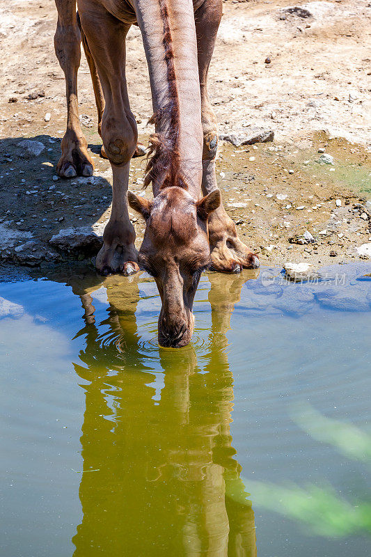 口渴的骆驼正在水洞里喝水
