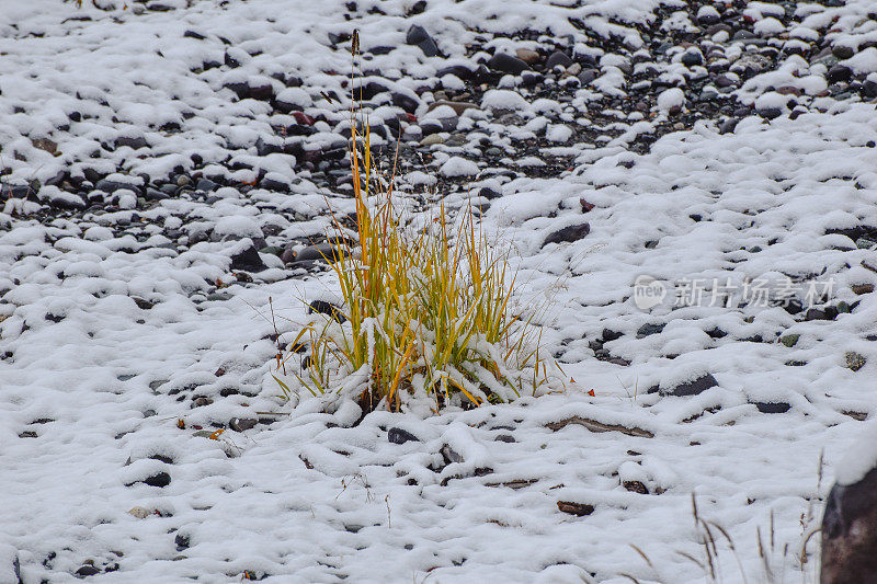 凝灰草在冬天的场景