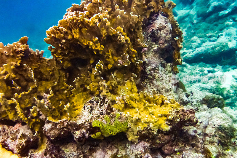 热带加勒比海洋生物水下珊瑚礁和海洋鱼类