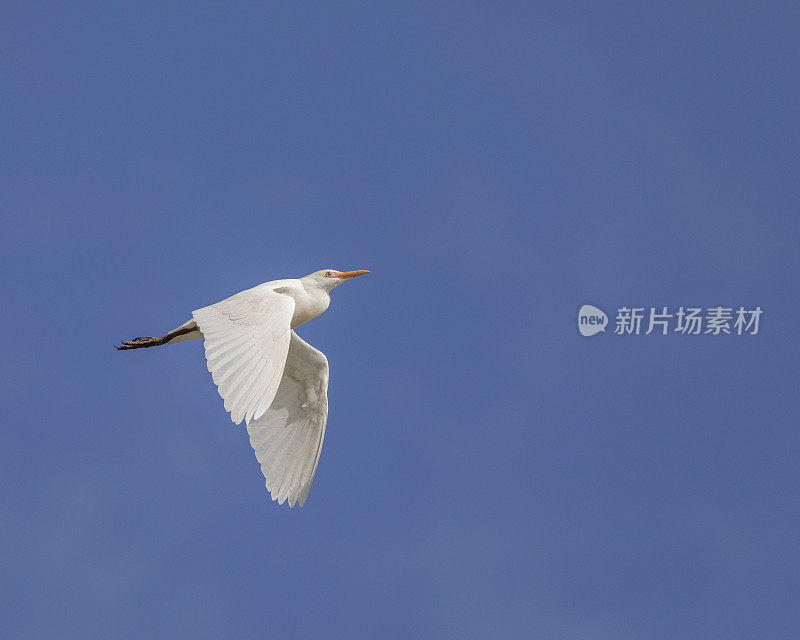 牛背鹭，朱鹭，飞翔