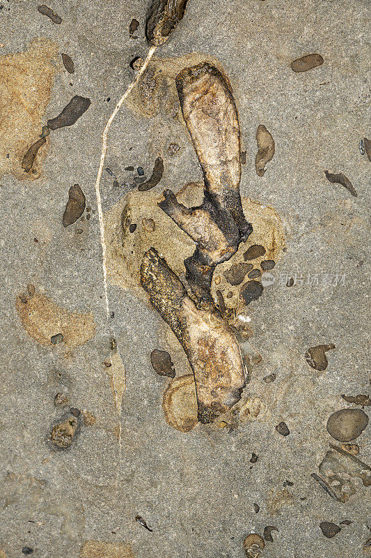 海洋哺乳动物的骨骼和其他化石，卡比托拉城市海滩，加州