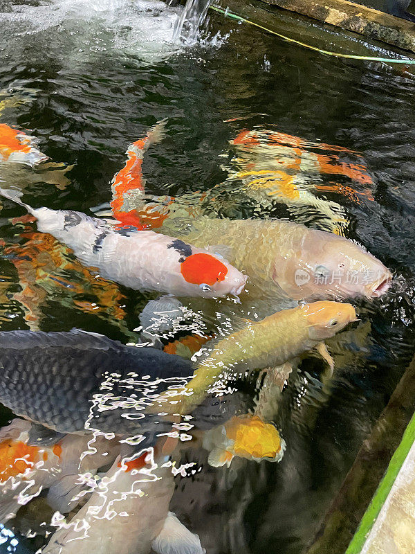 水生宠物店池塘水面图像与大锦鲤游泳，友好，手驯养，绿色茶谷，琥珀，山科和卓和锦鲤，上升的视野