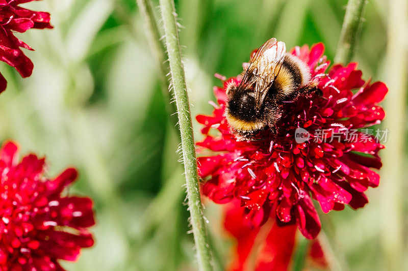 大黄蜂在花园里给花授粉的特写