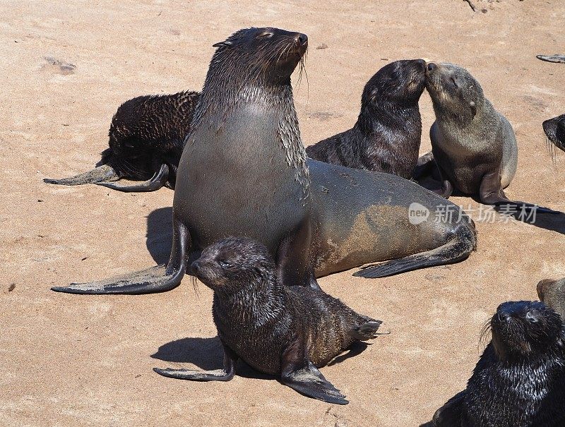 妈妈和三只棕色的海豹，两只在接吻