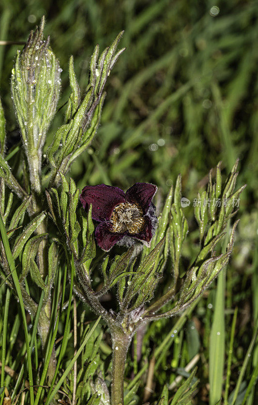 毛铁线莲是毛茛科开花植物，俗称毛铁线莲或花瓶花。它是一种多年生草本植物，原产于美国西部大部分地区。黄石国家公园，怀俄明州。