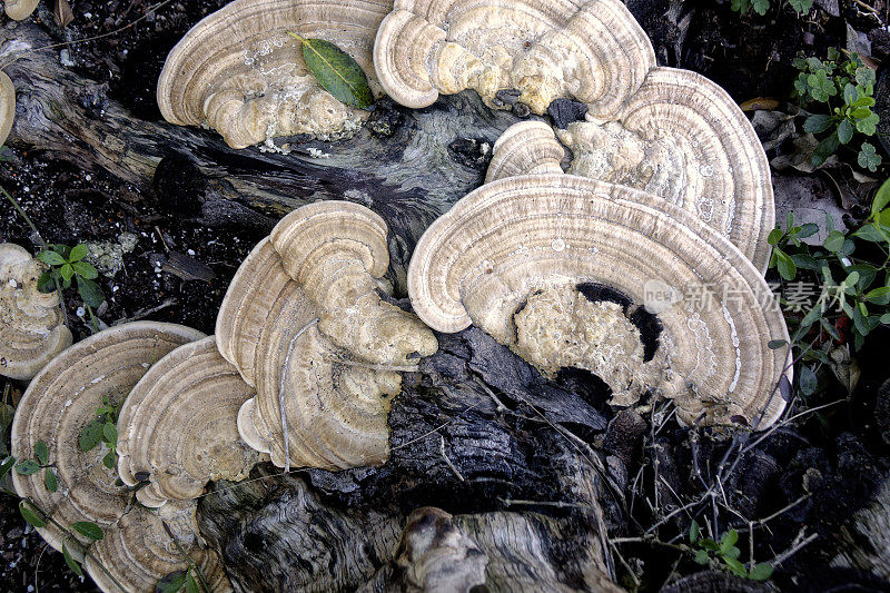 靠近生长在树桩上的火鸡尾蘑菇