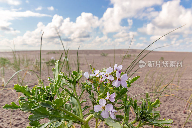 海滩上的海火箭花或海雀花